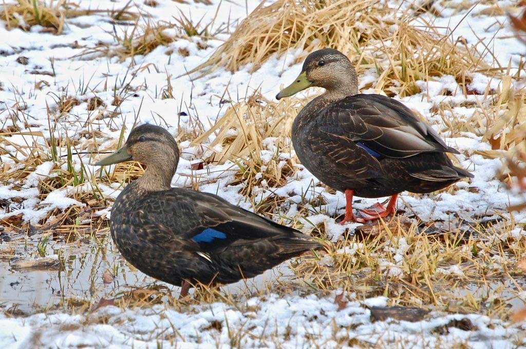 475. Cold Feet by InAweofGod'sCreation is licensed under CC BY-ND 2.0